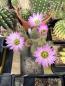 Preview: Echinocereus websterianus